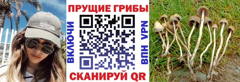 где продают наркотики  Ачхой-Мартан  Галлюциногенные грибы GOLDEN TEACHER 